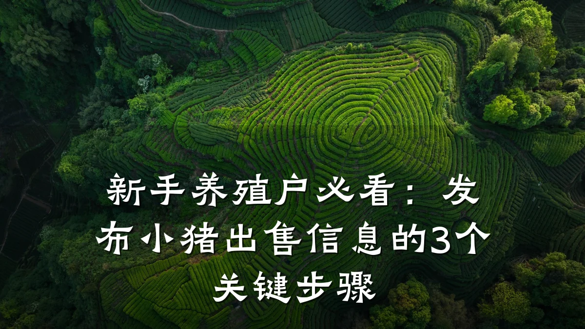 新手养殖户必看：发布小猪出售信息的3个关键步骤